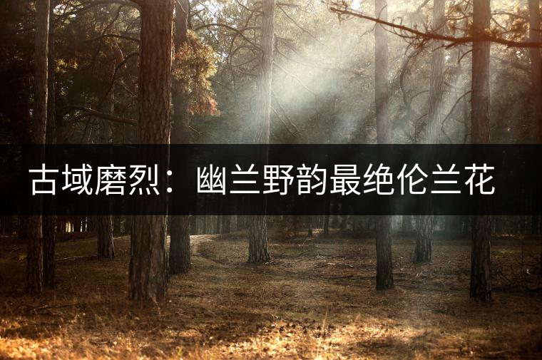 古域磨烈:幽蘭野韻最絕倫蘭花香與山野氣韻 古域磨烈:幽蘭野韻最絕倫蘭花香與山野氣韻