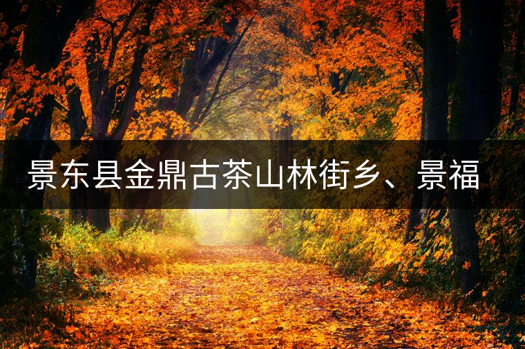 景東縣金鼎古茶山林街鄉(xiāng)、景福鄉(xiāng)、東鎮(zhèn)普洱茶