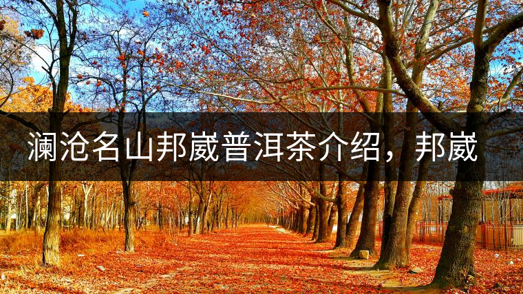 瀾滄名山邦崴普洱茶介紹，邦崴古樹茶口感特點