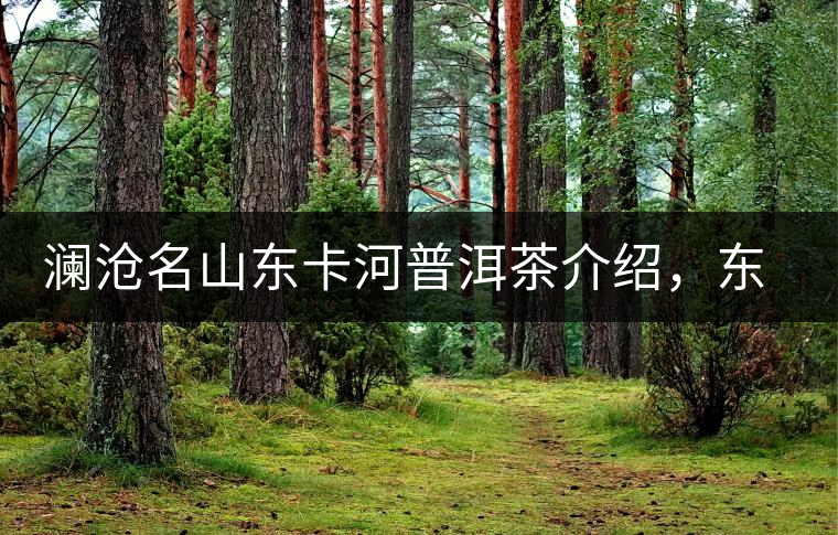 瀾滄名山東卡河普洱茶介紹，東卡河古樹(shù)茶口感特點(diǎn)