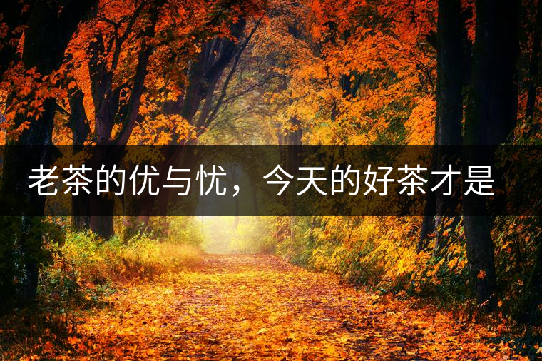 老茶的優(yōu)與憂，今天的好茶才是將來(lái)真正的老茶