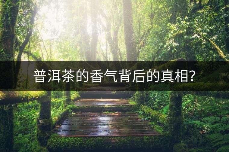 普洱茶的香氣背后的真相？
