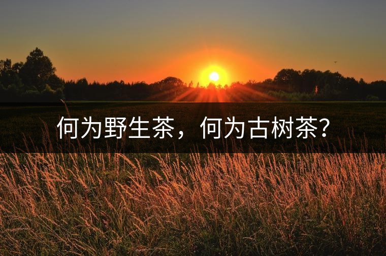 何為野生茶，何為古樹茶？