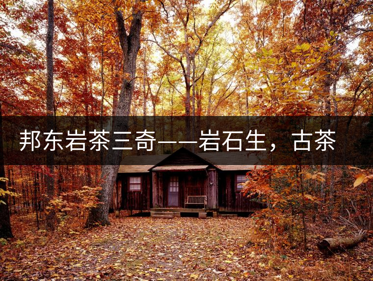 邦東巖茶三奇——巖石生，古茶韻，原野香