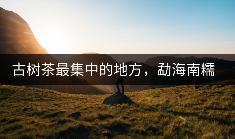 古樹茶最集中的地方，勐海南糯山古茶山介紹