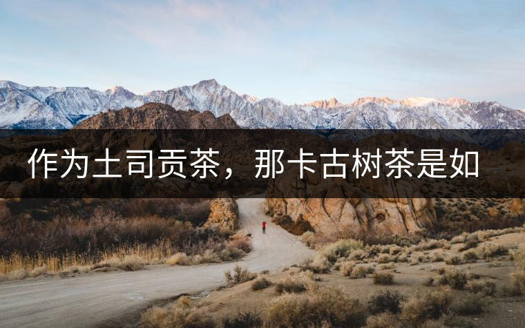 作為土司貢茶，那卡古樹茶是如何在眾多茶中脫穎而出的