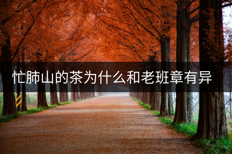 忙肺山的茶為什么和老班章有異曲同工之妙呢 忙肺山的茶為什么和老班章有異曲同工之妙呢