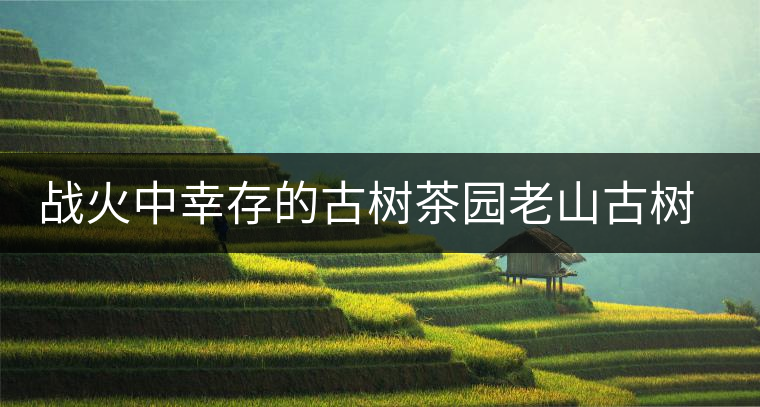 戰(zhàn)火中幸存的古樹茶園老山古樹茶介紹 戰(zhàn)火中幸存的古樹茶園老山古樹茶介紹