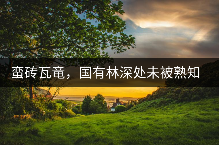 蠻磚瓦竜，國有林深處未被熟知的山頭