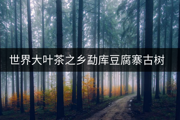 世界大葉茶之鄉(xiāng)勐庫(kù)豆腐寨古樹茶介紹 世界大葉茶之鄉(xiāng)勐庫(kù)豆腐寨古樹茶介紹