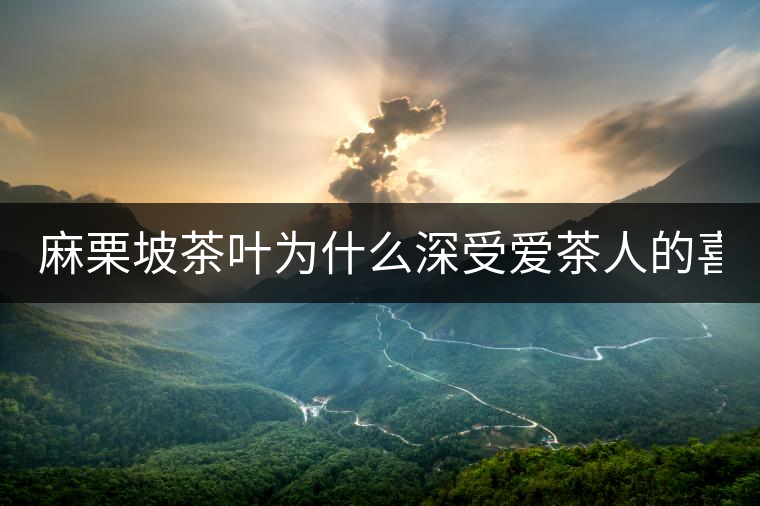 麻栗坡茶葉為什么深受愛茶人的喜愛？