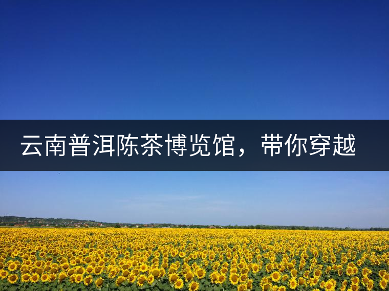 云南普洱陳茶博覽館，帶你穿越時光，品普洱老茶