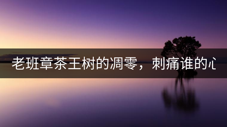 老班章茶王樹的凋零，刺痛誰(shuí)的心？