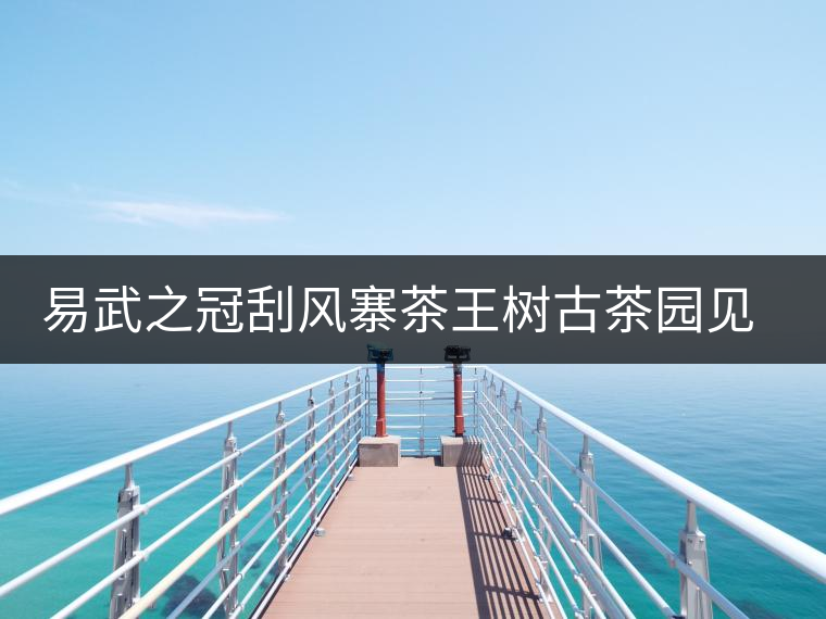易武之冠刮風(fēng)寨茶王樹古茶園見聞 易武之冠刮風(fēng)寨茶王樹古茶園見聞