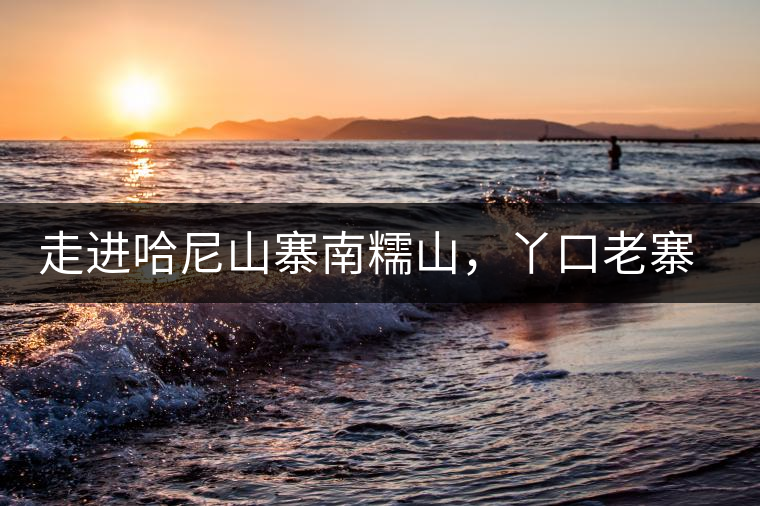 走進(jìn)哈尼山寨南糯山，丫口老寨普洱茶特點(diǎn)