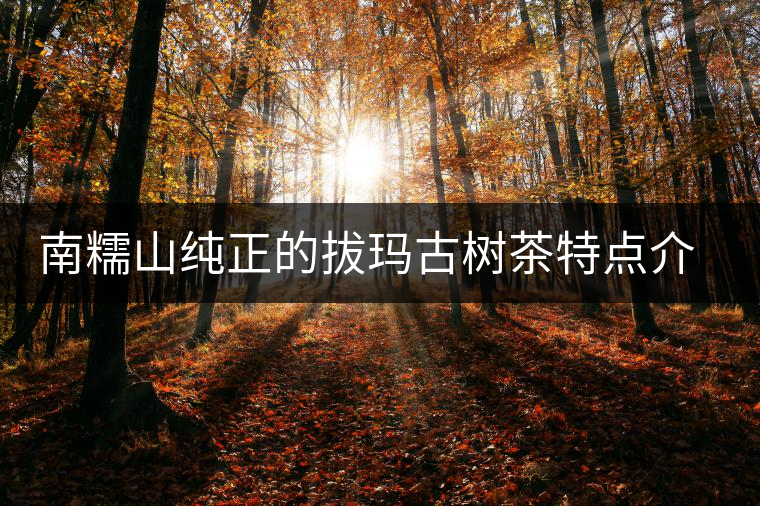 南糯山純正的拔瑪古樹茶特點(diǎn)介紹 南糯山純正的拔瑪古樹茶特點(diǎn)介紹
