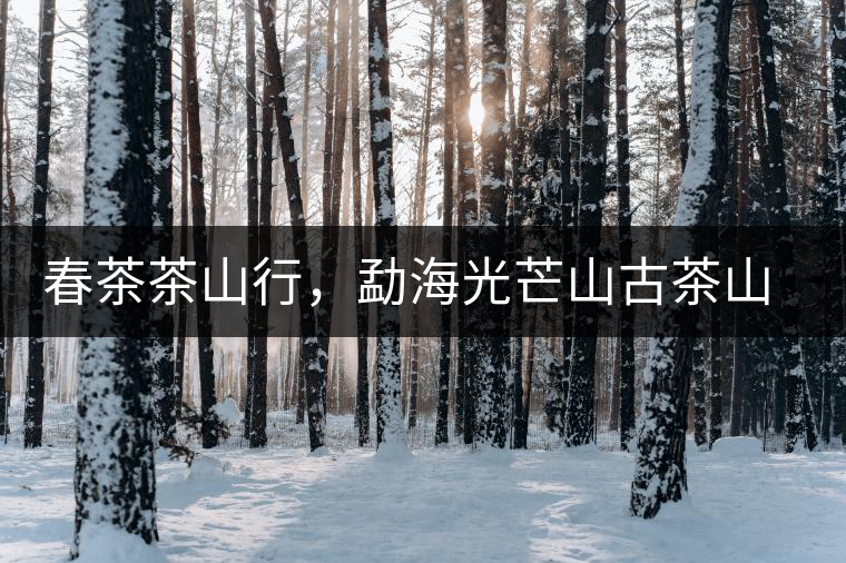 春茶茶山行，勐海光芒山古茶山你去過嗎？