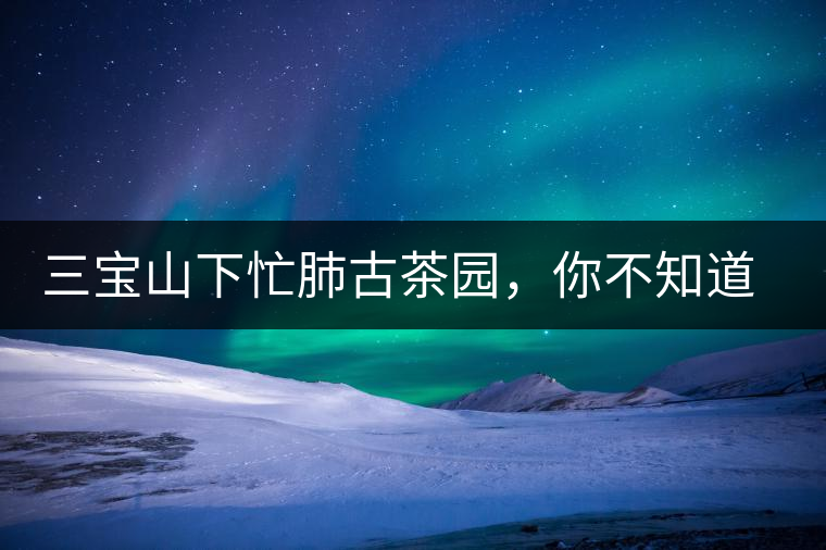 三寶山下忙肺古茶園，你不知道的古樹(shù)茶傳說(shuō)