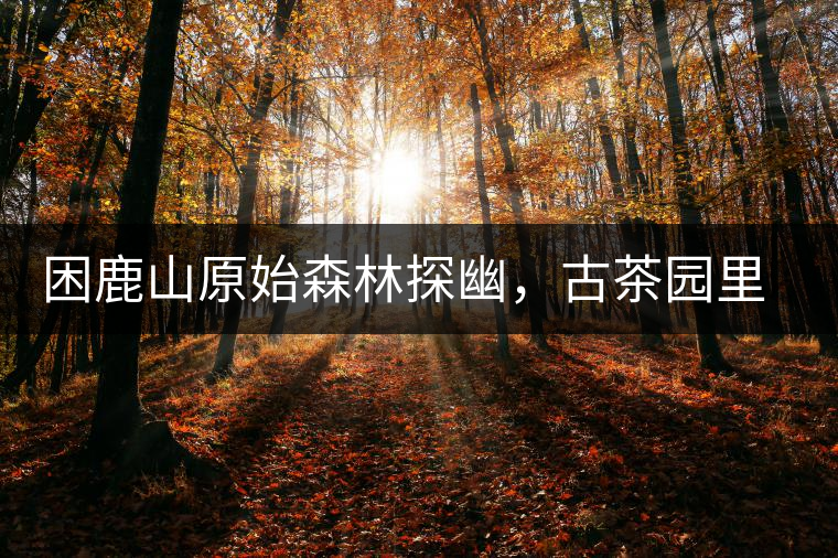 困鹿山原始森林探幽，古茶園里的優(yōu)美景色