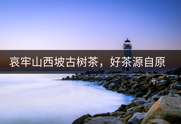 哀牢山西坡古樹茶，好茶源自原生態(tài)高山