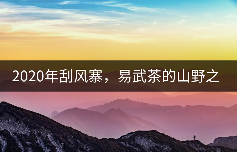 2020年刮風(fēng)寨，易武茶的山野之王-易武中聘號