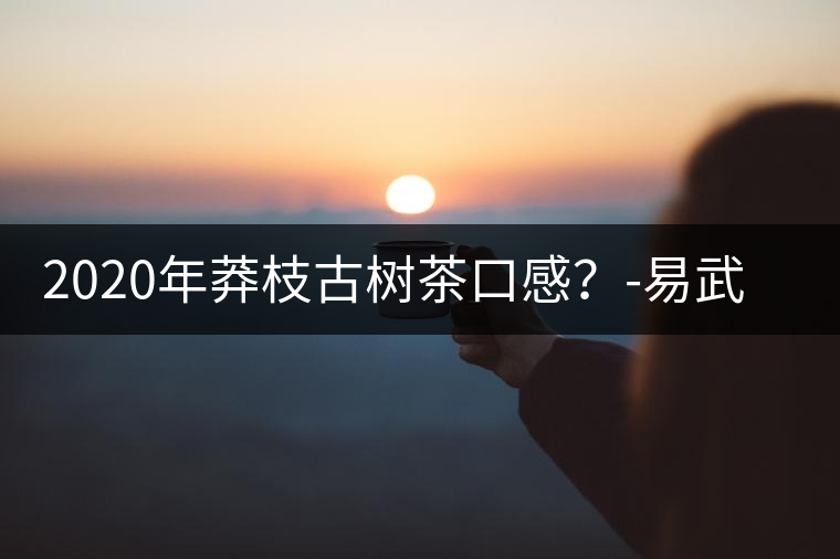2020年莽枝古樹茶口感？-易武中聘號(hào)