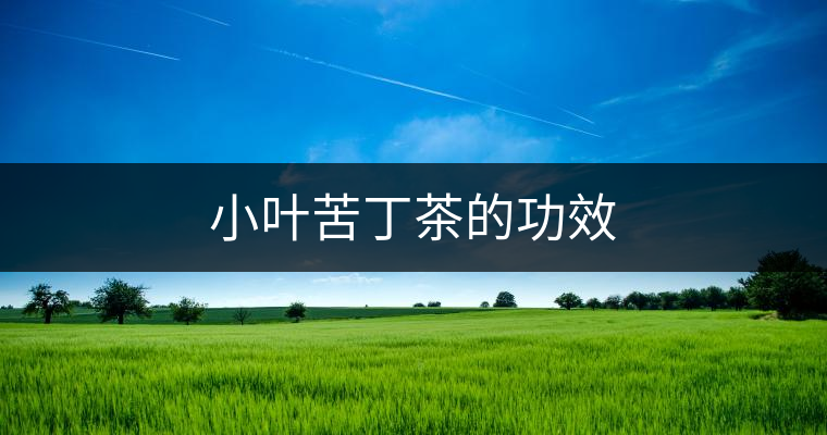 小葉苦丁茶的功效 小葉苦丁茶的功效