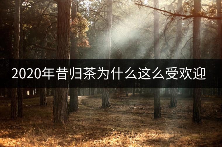2020年昔歸茶為什么這么受歡迎?-易武中聘號 2020年昔歸茶為什么這么受歡迎?-易武中聘號