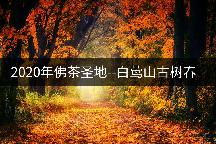 2020年佛茶圣地--白鶯山古樹春茶-易武中聘號(hào) 2020年佛茶圣地--白鶯山古樹春茶-易武中聘號(hào)