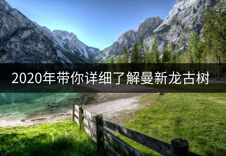 2020年帶你詳細了解曼新龍古樹茶-易武中聘號 2020年帶你詳細了解曼新龍古樹茶-易武中聘號