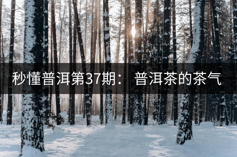 秒懂普洱第37期： 普洱茶的茶氣到底是什么？