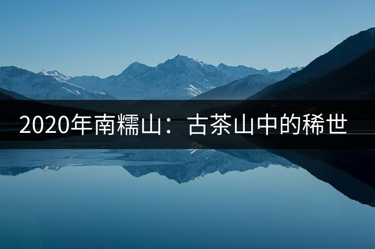 2020年南糯山：古茶山中的稀世之珍-易武中聘號(hào)