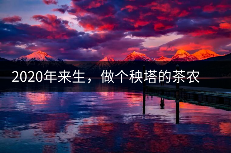 2020年來(lái)生，做個(gè)秧塔的茶農(nóng) 上樹(shù)摘茶 下樹(shù)數(shù)錢(qián)-易武中聘號(hào)