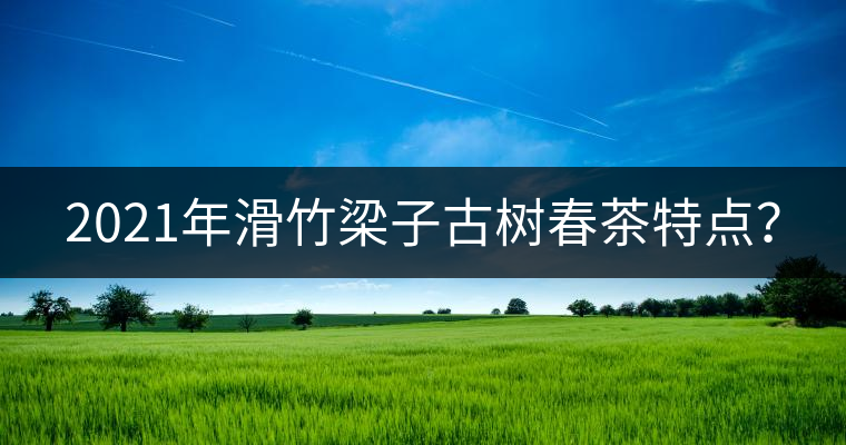 2021年滑竹梁子古樹(shù)春茶特點(diǎn)？