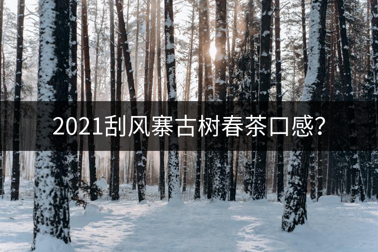 2021刮風(fēng)寨古樹春茶口感? 2021刮風(fēng)寨古樹春茶口感?