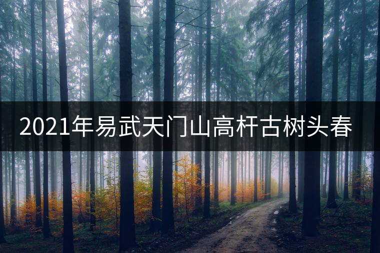 2021年易武天門山高桿古樹頭春多少錢一公斤？