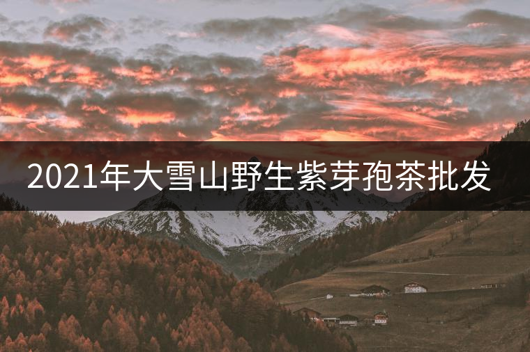 2021年大雪山野生紫芽孢茶批發(fā)價(jià)格多少錢一公斤？