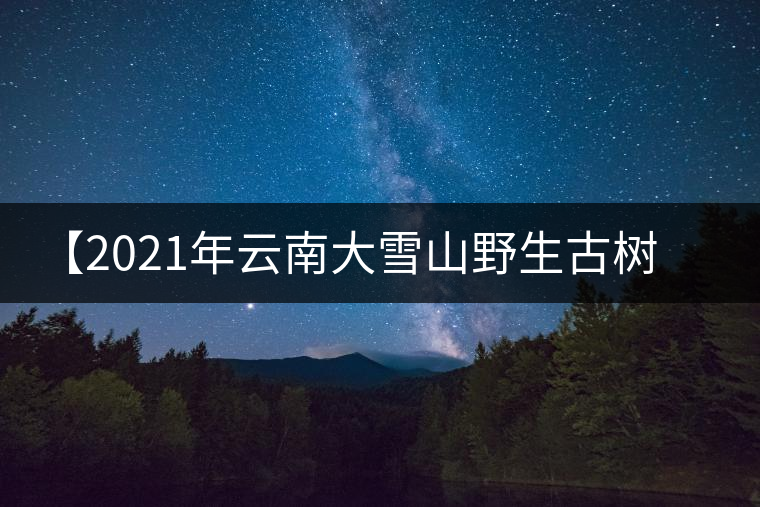 【2021年云南大雪山野生古樹(shù)紫芽苞茶】品鑒實(shí)錄 【2021年云南大雪山野生古樹(shù)紫芽苞茶】品鑒實(shí)錄