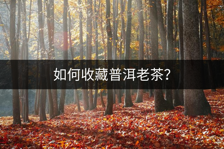 如何收藏普洱老茶？