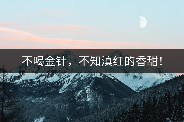 不喝金針，不知滇紅的香甜！