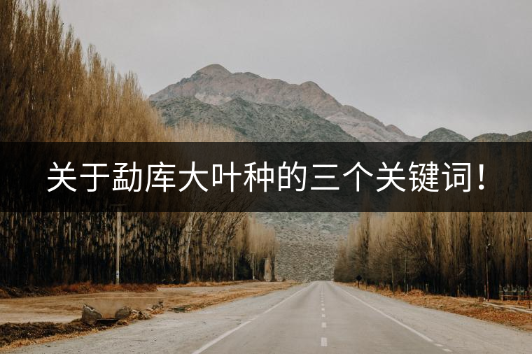 關(guān)于勐庫(kù)大葉種的三個(gè)關(guān)鍵詞！