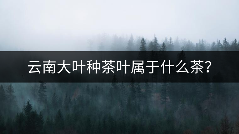云南大葉種茶葉屬于什么茶？