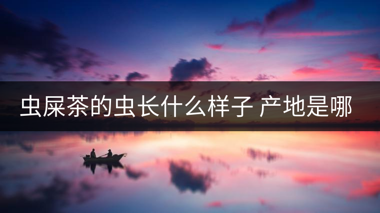 蟲(chóng)屎茶的蟲(chóng)長(zhǎng)什么樣子 產(chǎn)地是哪里？