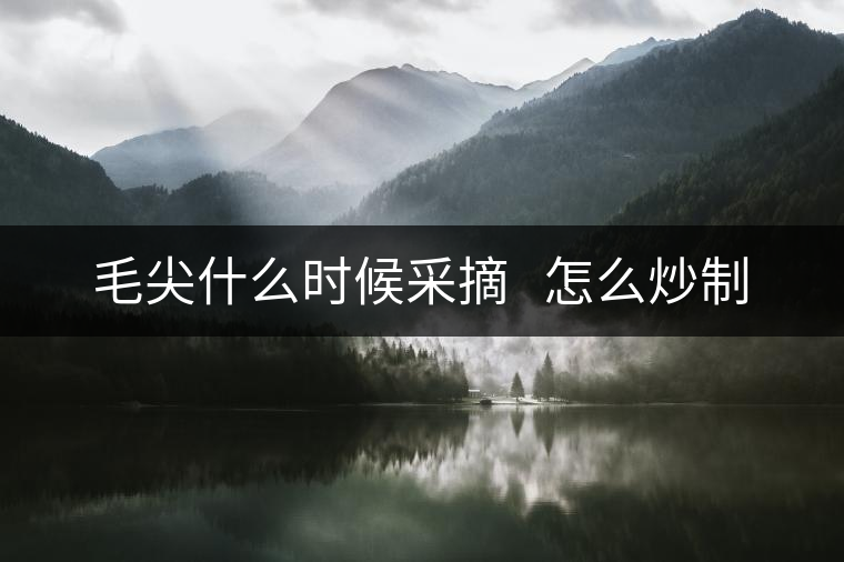 毛尖什么時候采摘 怎么炒制 毛尖什么時候采摘 怎么炒制