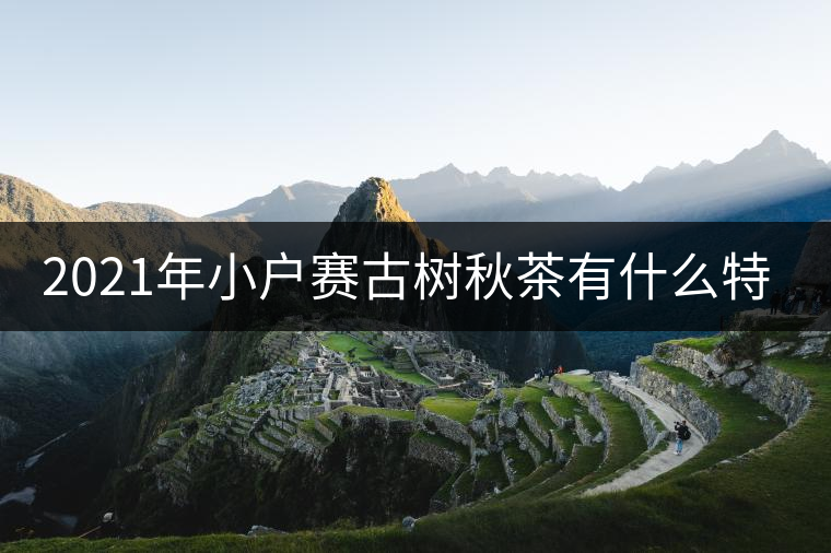 2021年小戶賽古樹秋茶有什么特點(diǎn)? 2021年小戶賽古樹秋茶有什么特點(diǎn)?