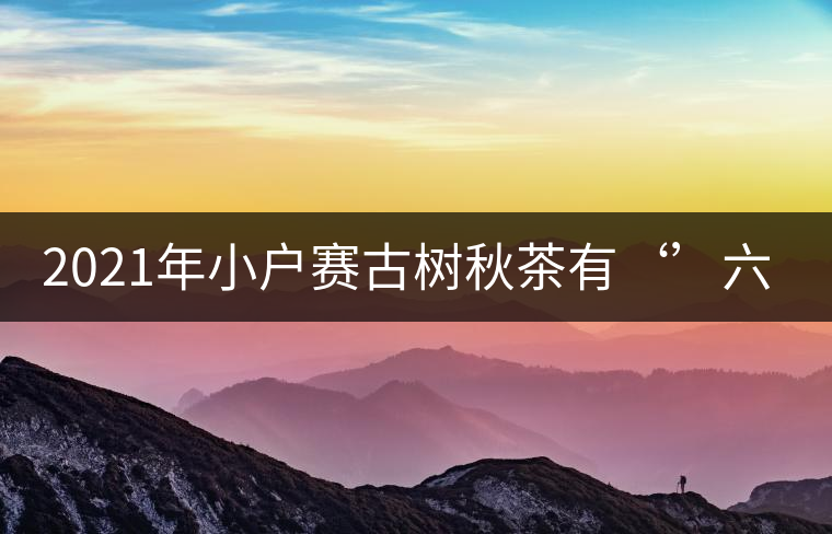 2021年小戶賽古樹(shù)秋茶有‘’六奇‘’