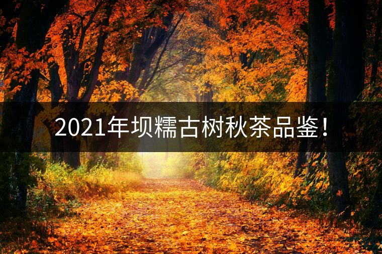2021年壩糯古樹秋茶品鑒！