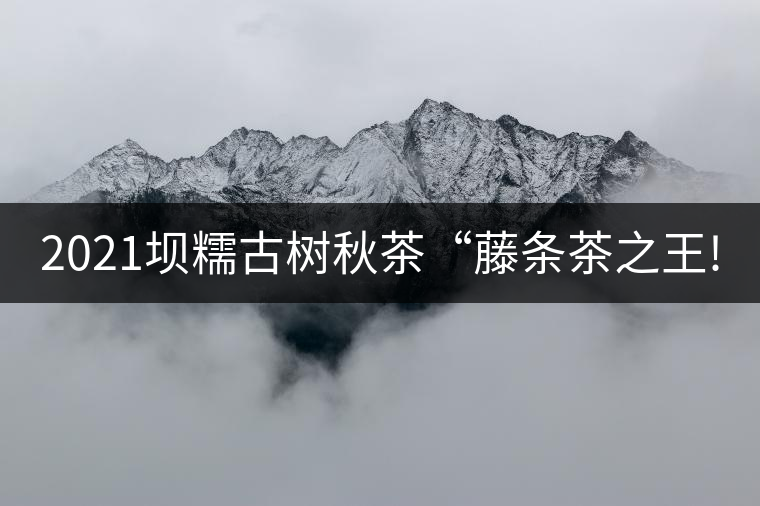 2021壩糯古樹秋茶“藤條茶之王! 2021壩糯古樹秋茶“藤條茶之王!