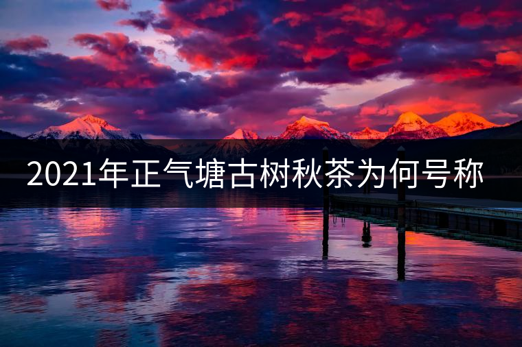 2021年正氣塘古樹秋茶為何號(hào)稱小冰島？