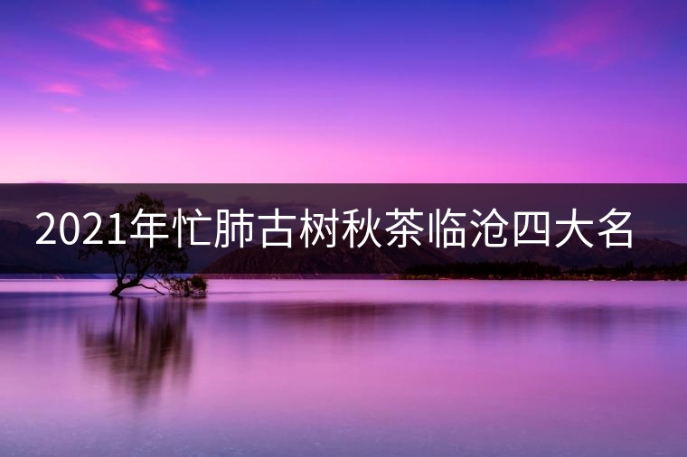 2021年忙肺古樹秋茶臨滄四大名茶之一！